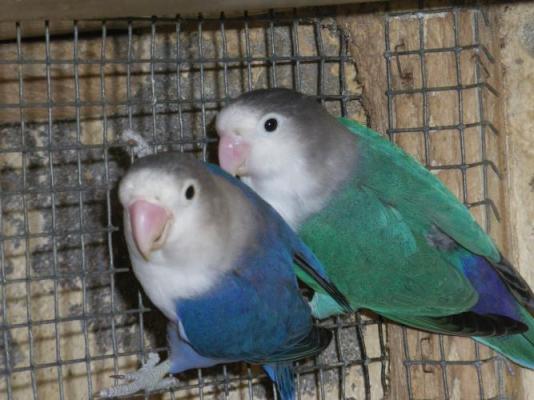  couples d`agapornis, fischers mutation bleu